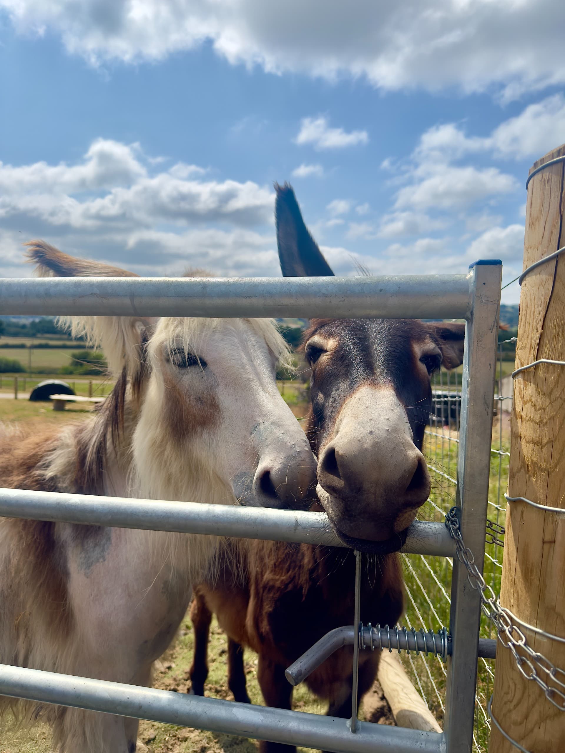https://cms.verityandcohomes.com/wp-content/uploads/2026/04/canalside-cafe-donkeys.jpg