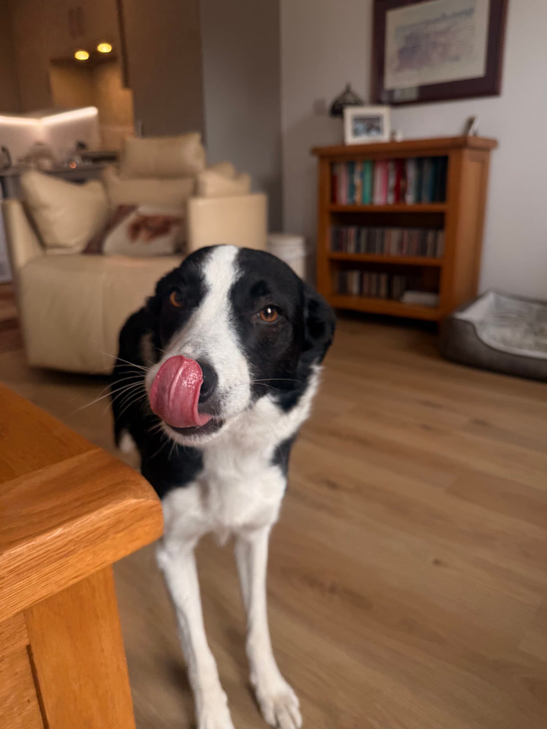 Dave Bertrum - Plot 33 The Dairy - Pendle Farm, Worsthorne - Floss the dog