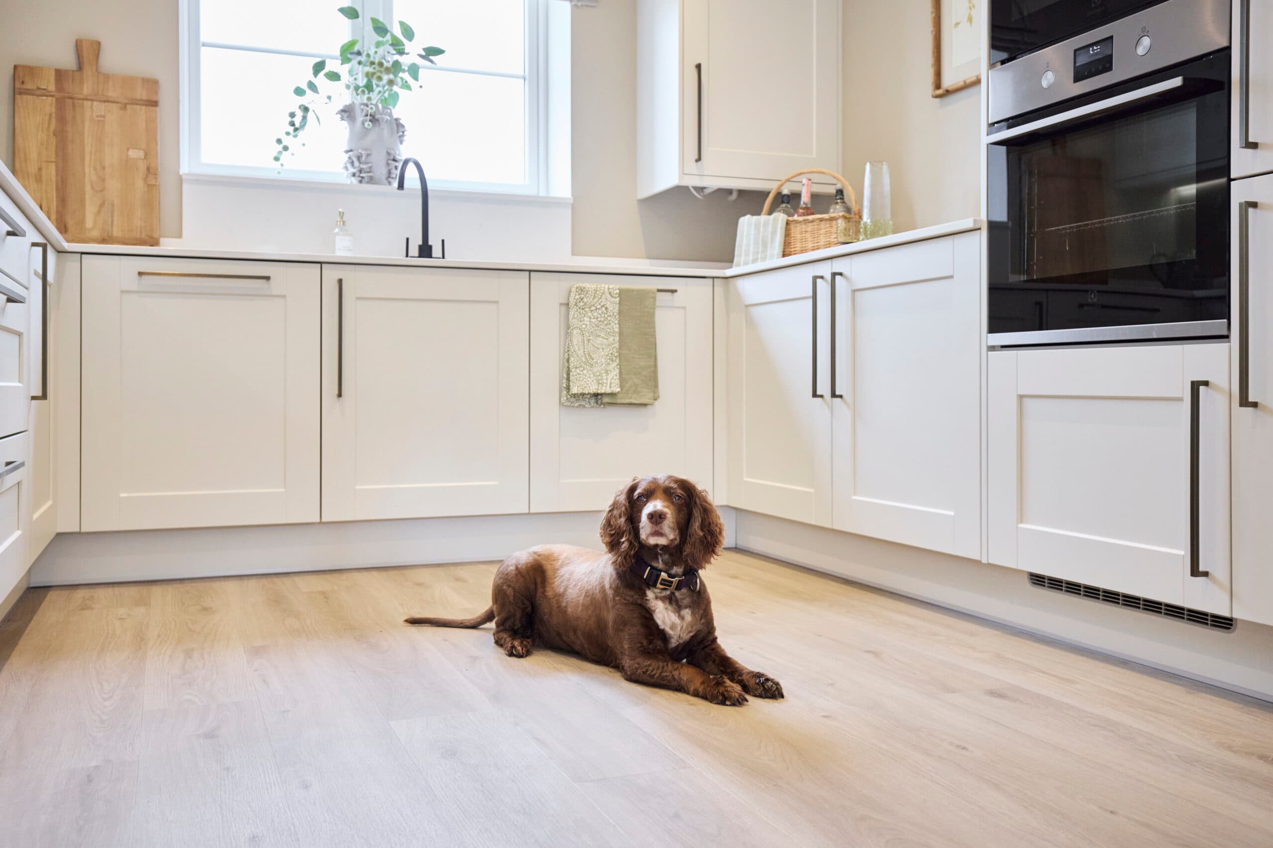 Elliot show home - kitchen dog laying down