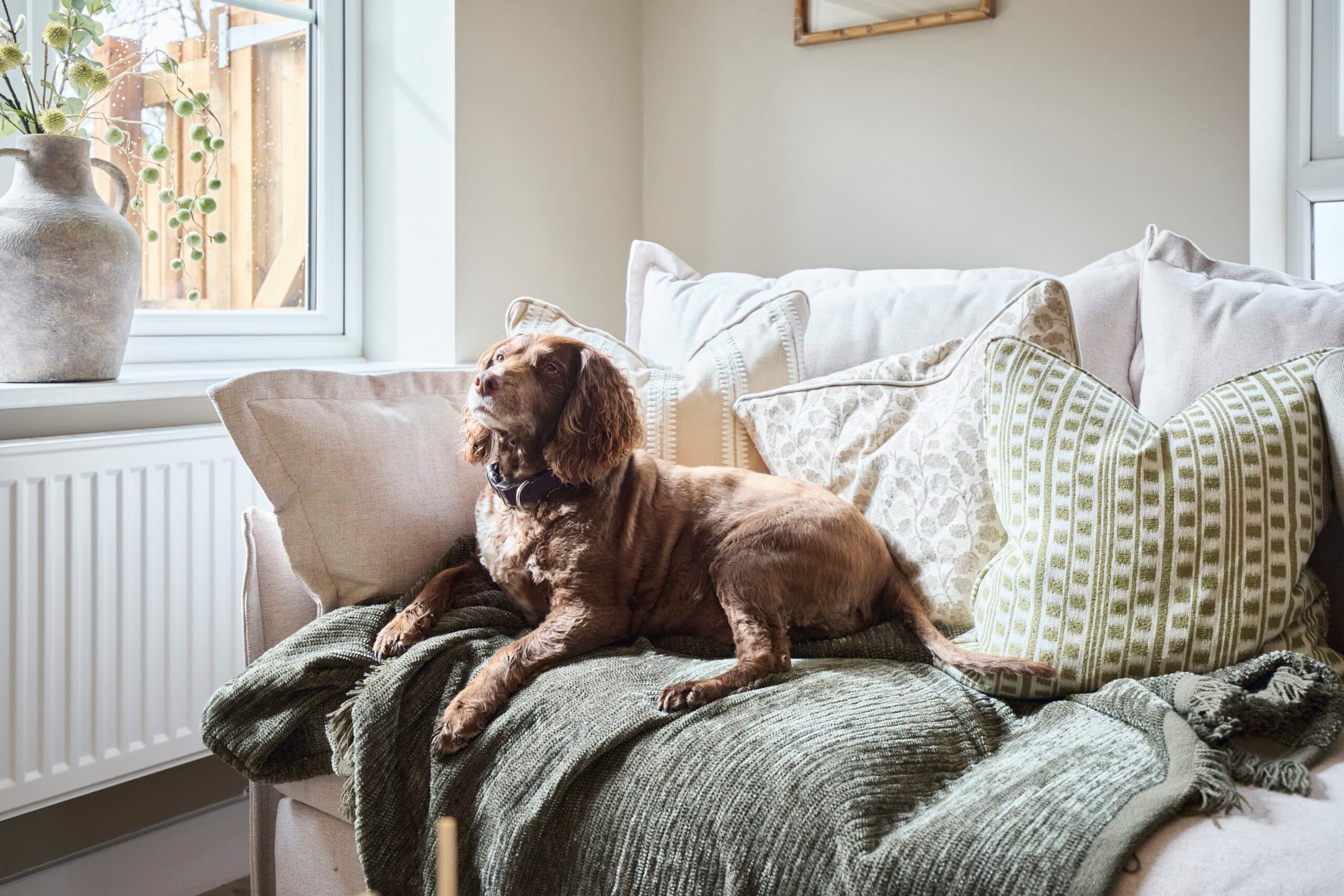 Elliot show home - sofa and dog