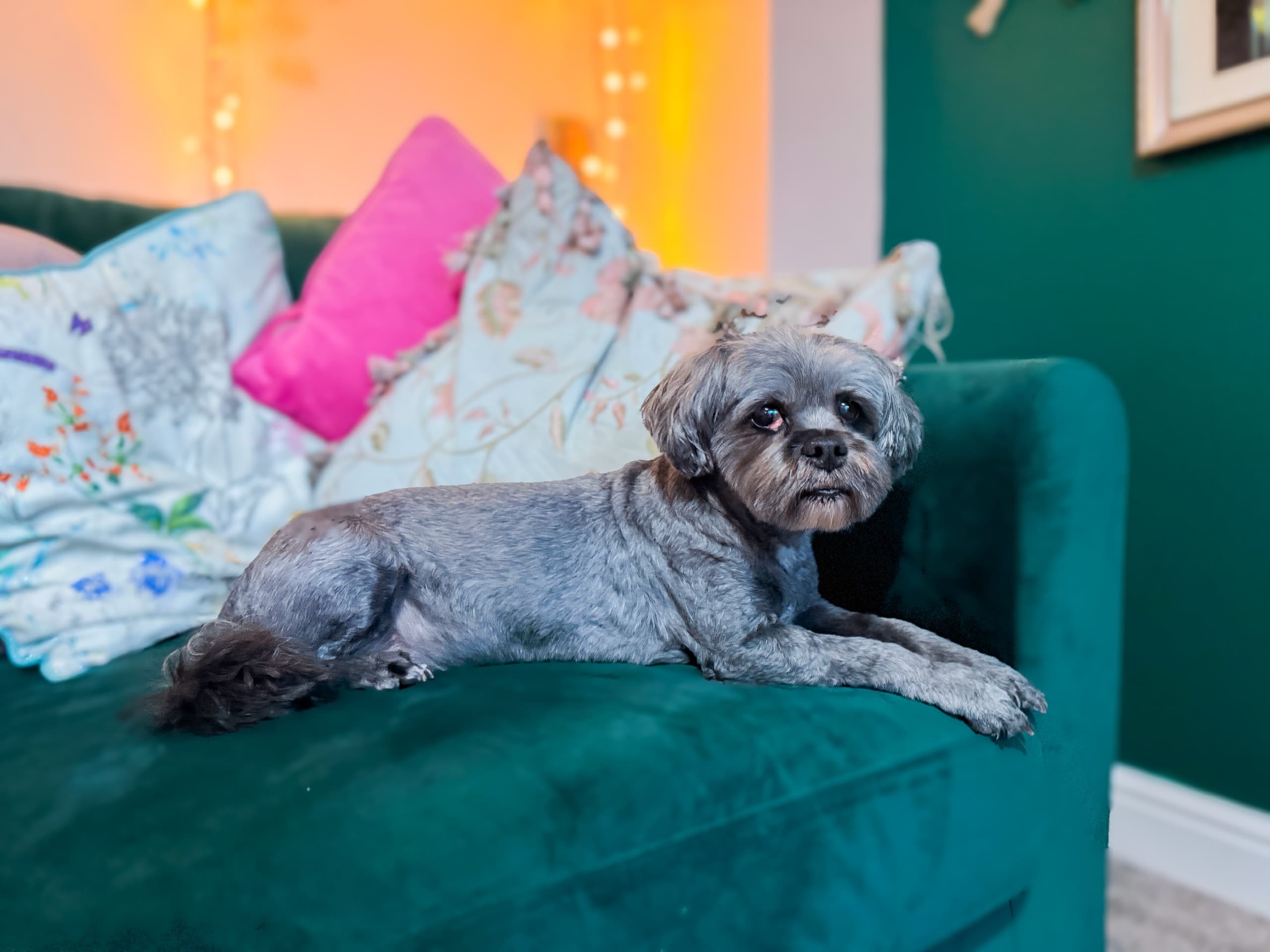 Tabitha Jackson - Owens Quay, Bingley - Case Study - family pet dog