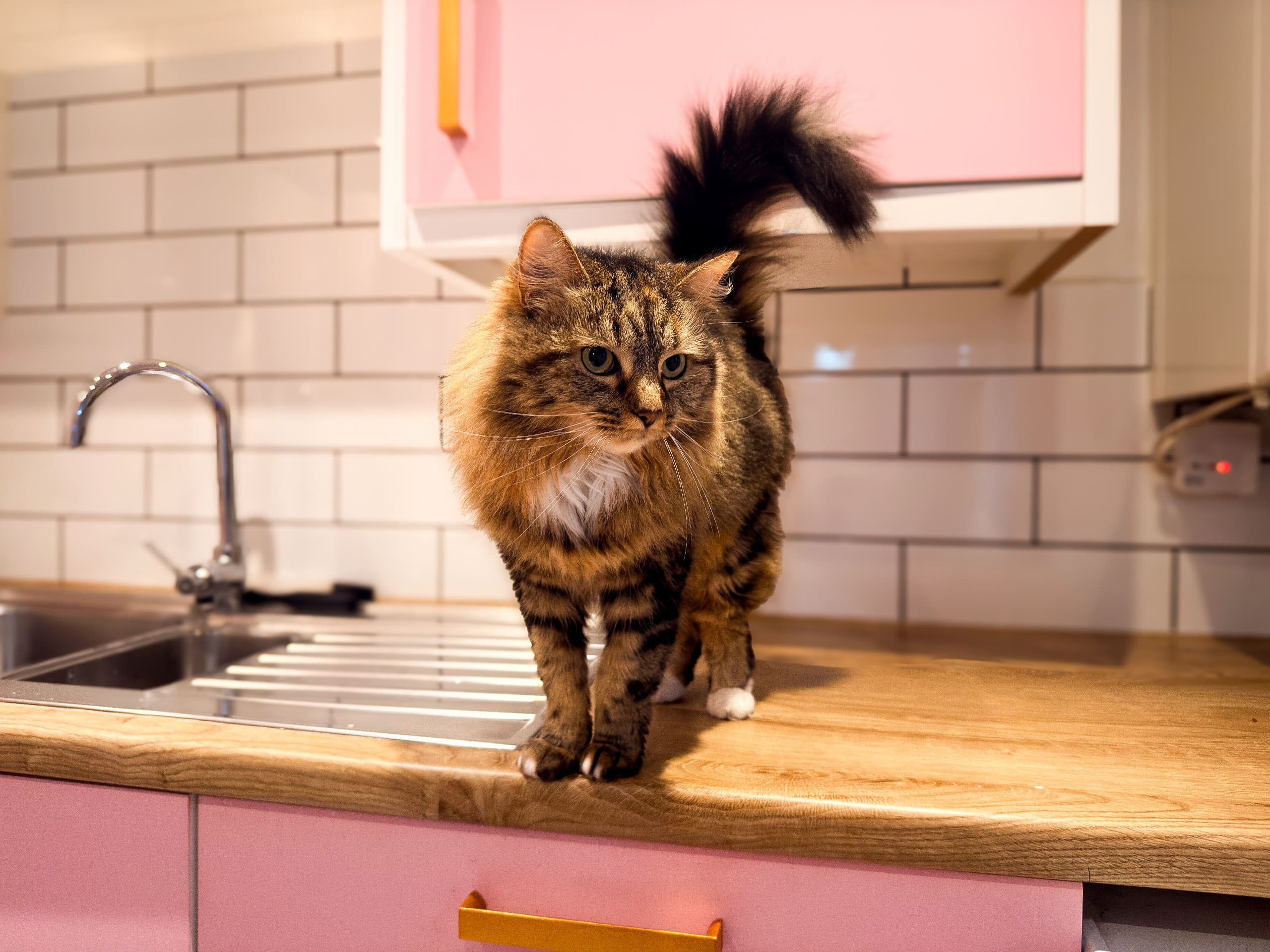 Tabitha Jackson - Owens Quay, Bingley - Case Study - Family pet cat