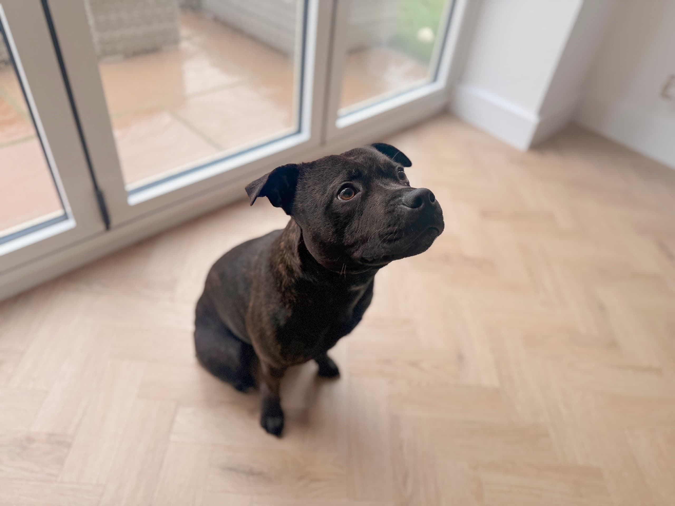 Alistar & Ruth - Plot 4 - The Blenhiem - Pendle Farm - Pumba the dog